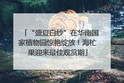 “盛夏白纱”在华南国家植物园惊艳绽放！海杧果迎来最佳观赏期