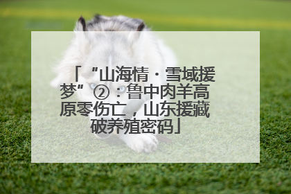 “山海情・雪域援梦”②：鲁中肉羊高原零伤亡，山东援藏破养殖密码