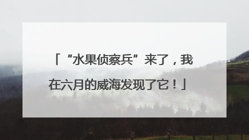 “水果侦察兵”来了，我在六月的威海发现了它！