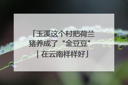 玉溪这个村把荷兰猪养成了“金豆豆”｜在云南样样好