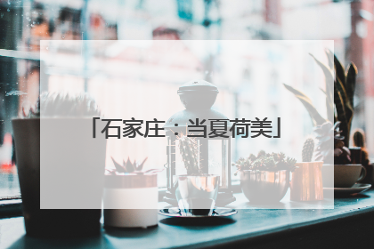 石家庄：当夏荷美