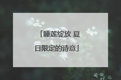 睡莲绽放 夏日限定的诗意