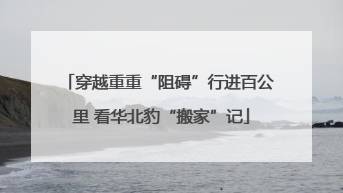 穿越重重“阻碍”行进百公里 看华北豹“搬家”记