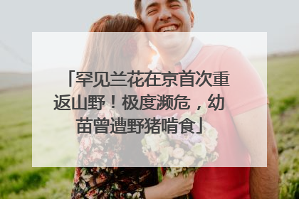 罕见兰花在京首次重返山野！极度濒危，幼苗曾遭野猪啃食