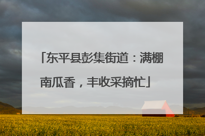 东平县彭集街道：满棚南瓜香，丰收采摘忙