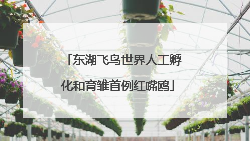 东湖飞鸟世界人工孵化和育雏首例红嘴鸥