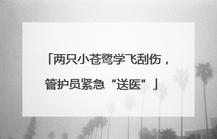 两只小苍鹭学飞刮伤，管护员紧急“送医”