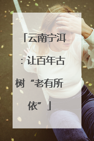 云南宁洱：让百年古树“老有所依”