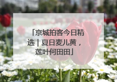 京城拍客今日精选｜夏日麦儿黄，莲叶何田田