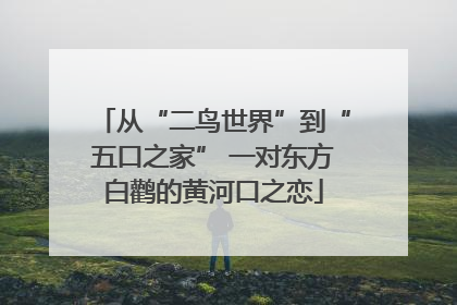从“二鸟世界”到“五口之家” 一对东方白鹳的黄河口之恋