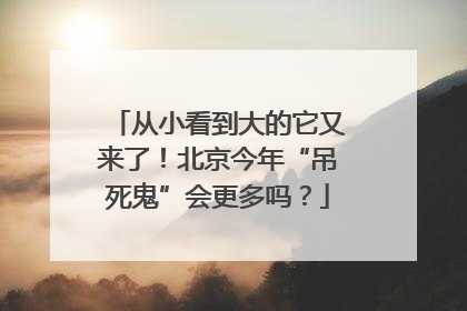 从小看到大的它又来了！北京今年“吊死鬼”会更多吗？