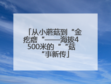 从小蘑菇到“金疙瘩“——海拔4500米的““菇“事新传