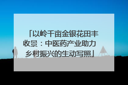 以岭千亩金银花田丰收景：中医药产业助力乡村振兴的生动写照