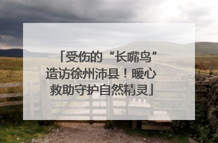 受伤的“长嘴鸟”造访徐州沛县！暖心救助守护自然精灵