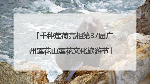 千种莲荷亮相第37届广州莲花山莲花文化旅游节