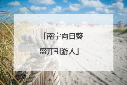 南宁向日葵盛开引游人