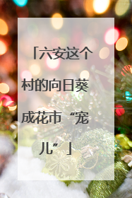 六安这个村的向日葵成花市“宠儿”