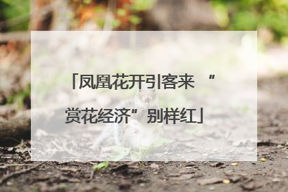 凤凰花开引客来 “赏花经济”别样红