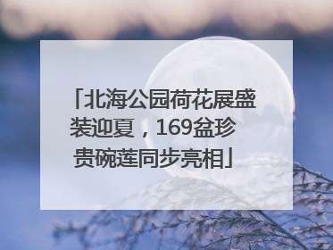 北海公园荷花展盛装迎夏，169盆珍贵碗莲同步亮相