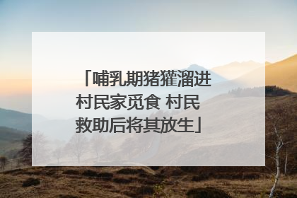 哺乳期猪獾溜进村民家觅食 村民救助后将其放生