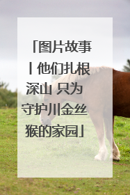 图片故事丨他们扎根深山 只为守护川金丝猴的家园