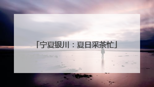 宁夏银川：夏日采茶忙