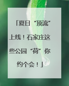 夏日“顶流”上线！石家庄这些公园“荷”你约个会！