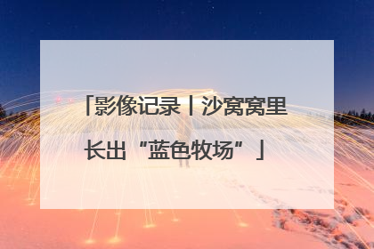 影像记录丨沙窝窝里长出“蓝色牧场”
