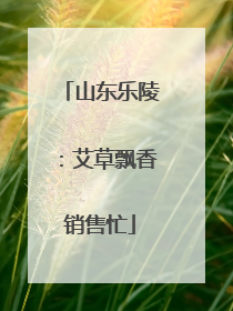 山东乐陵：艾草飘香销售忙