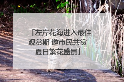 左岸花海进入最佳观赏期 邀市民共赏夏日繁花盛景