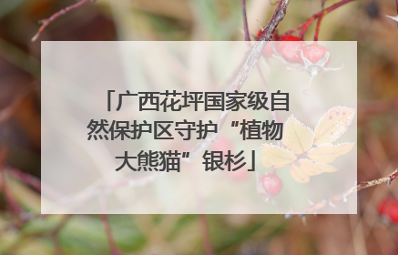 广西花坪国家级自然保护区守护“植物大熊猫”银杉