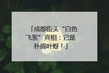 成都街头“白色飞絮”真相：它是朴绵叶蚜！