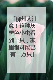 柳州人注意！这种灰黑色小虫看到一只，家里很可能已有一万只