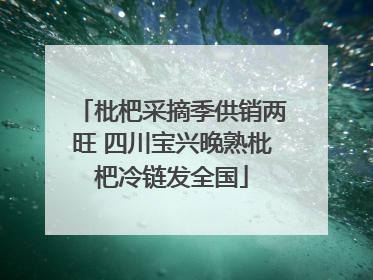 枇杷采摘季供销两旺 四川宝兴晚熟枇杷冷链发全国