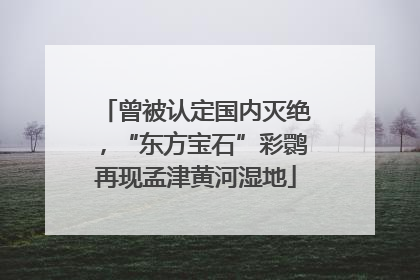 曾被认定国内灭绝，“东方宝石”彩鹮再现孟津黄河湿地
