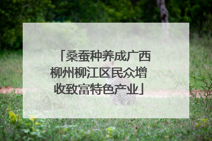 桑蚕种养成广西柳州柳江区民众增收致富特色产业