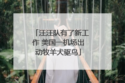 汪汪队有了新工作 美国一机场出动牧羊犬驱鸟