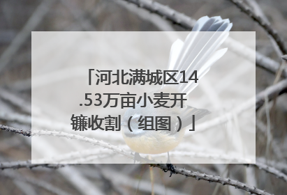 河北满城区14.53万亩小麦开镰收割（组图）