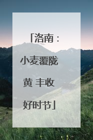 洛南：小麦覆陇黄 丰收好时节