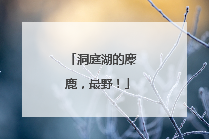 洞庭湖的麋鹿，最野！