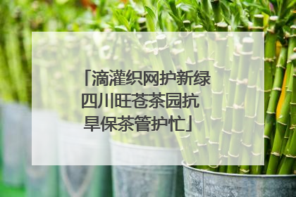 滴灌织网护新绿 四川旺苍茶园抗旱保茶管护忙