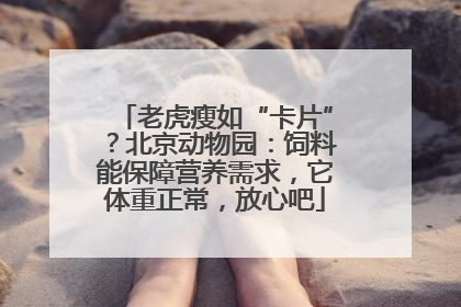 老虎瘦如“卡片”？北京动物园：饲料能保障营养需求，它体重正常，放心吧