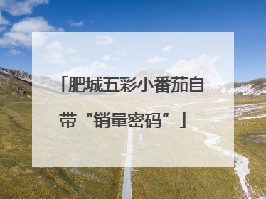 肥城五彩小番茄自带“销量密码”
