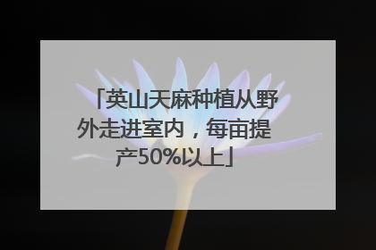 英山天麻种植从野外走进室内，每亩提产50%以上