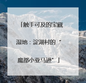 触手可及的宝藏湿地：淀湖村的“魔都小亚马逊”