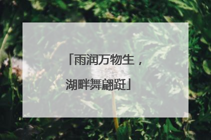 雨润万物生，湖畔舞翩跹