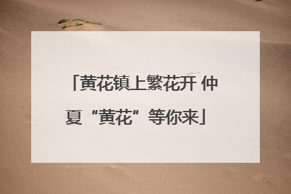 黄花镇上繁花开 仲夏“黄花”等你来