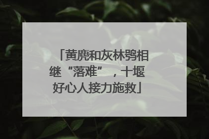 黄麂和灰林鸮相继“落难”，十堰好心人接力施救