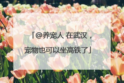 @养宠人 在武汉，宠物也可以坐高铁了